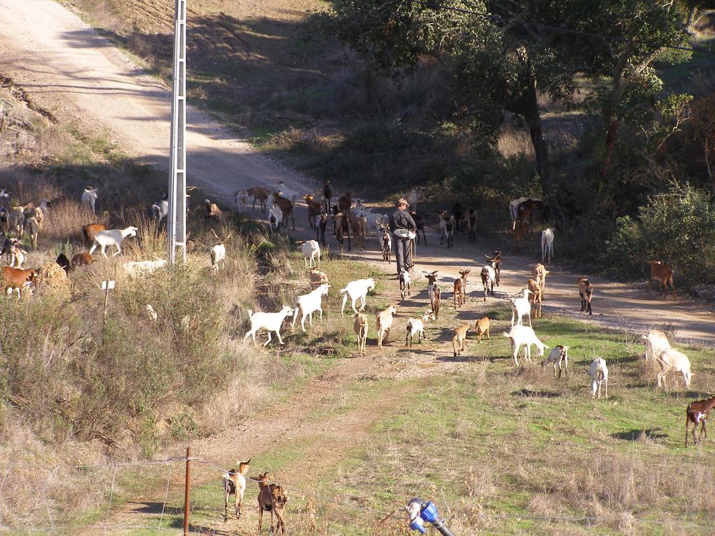 Quinta Das Amendoeiras B&B Nora  Dış mekan fotoğraf